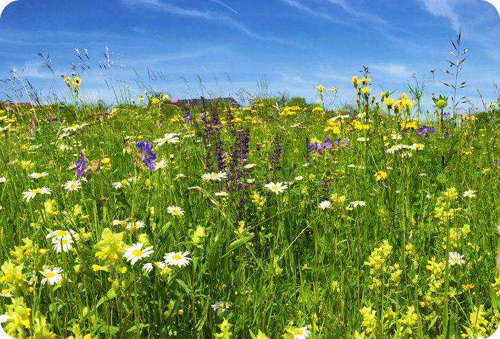 Doplaty botaniczne i ornitologiczne